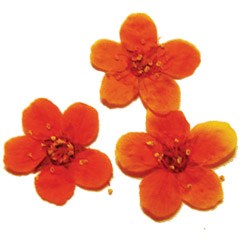 сухоцветы F-5 95653