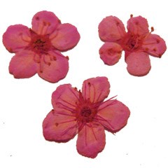 сухоцветы F-6 95654