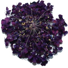 сухоцветы Fm-27 95662