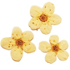 сухоцветы F-1 95649