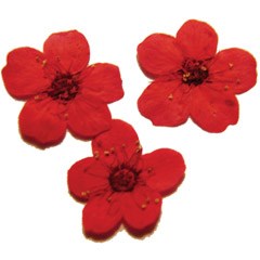 сухоцветы F-4 95652