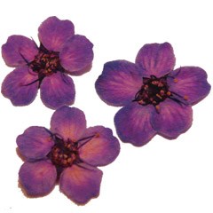 сухоцветы F-7 95655