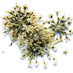 сухоцветы Fm-21 95657