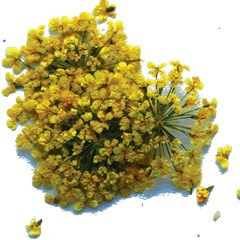 сухоцветы Fm-22 95658