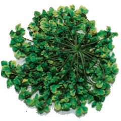 сухоцветы Fm-23 95659