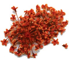 сухоцветы Fm-25 66938