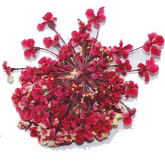 сухоцветы Fm-26 95661